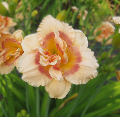 'Cherry Smash Cupcake' (Herrington-T., 2000)