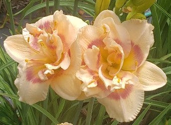 'Cherry Smash Cupcake' (Herrington-T., 2000)