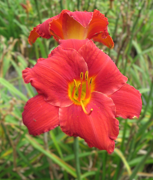 'Chicago Apache' (Marsh-Klehm, 1981)