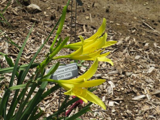 H. Citrina (Baroni, 1897)