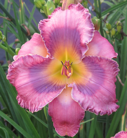 Daylily Seeds:  'City of Refuge' x 'Limited Addiction'