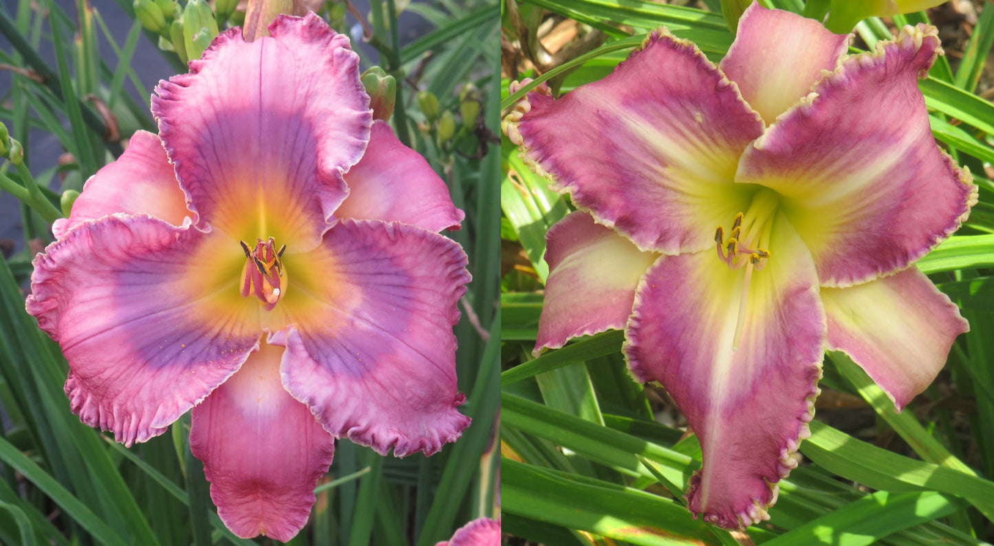 Daylily Seeds:  'City of Refuge' x 'Limited Addiction'