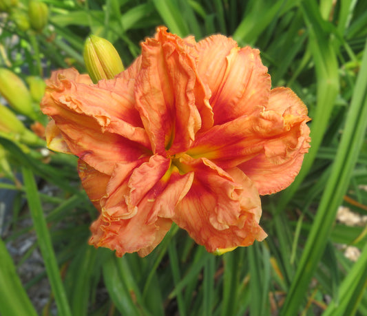 'Coral Bouquet' (Williams-S., 2014)