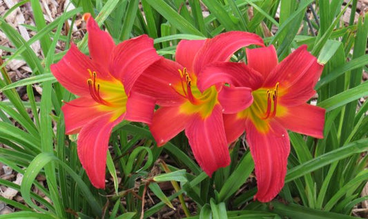 'Crimson Glory' (Carpenter, 1950)