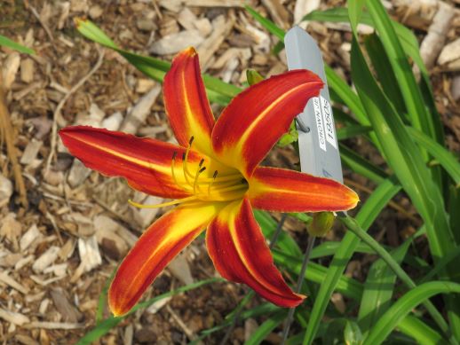 'Crown Jewel' (Nesmith, 1951)