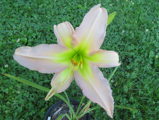 'Dallas Star' (Ferris-R., 1976)