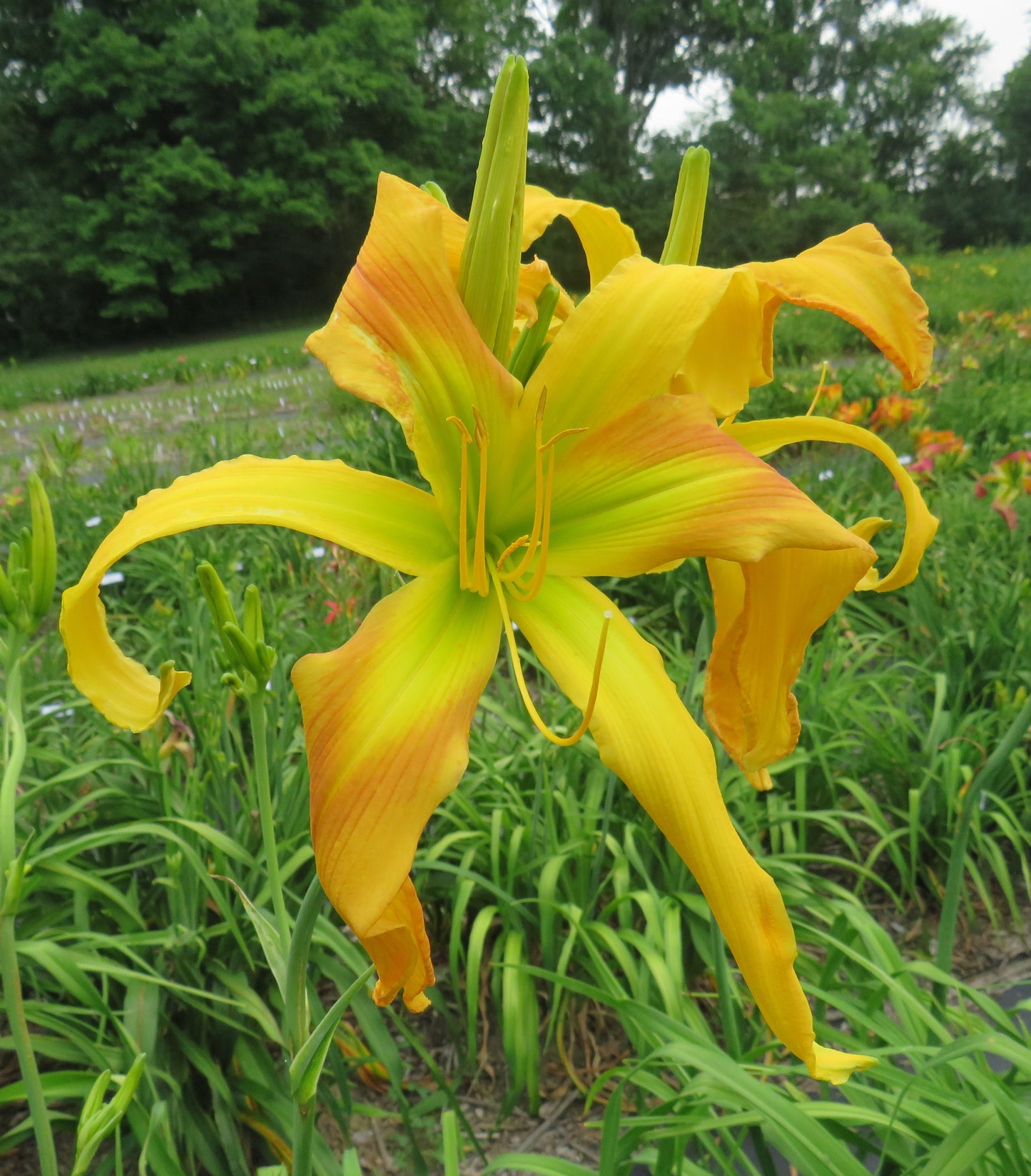 Daylily Seeds: 'Challenger' x 'Dances With Giraffes'