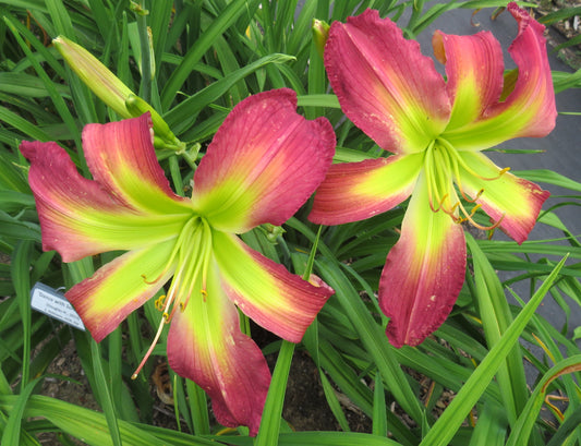 'Dance with Somebody' (Douglas-H., 2013)