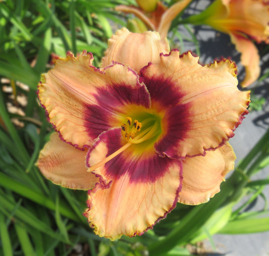 'Daring Dilemma' (Salter, 1992)