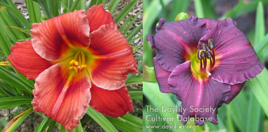 Daylily Seeds: 'Dietmar's Wisdom' x 'Brookwood Black Kitten'