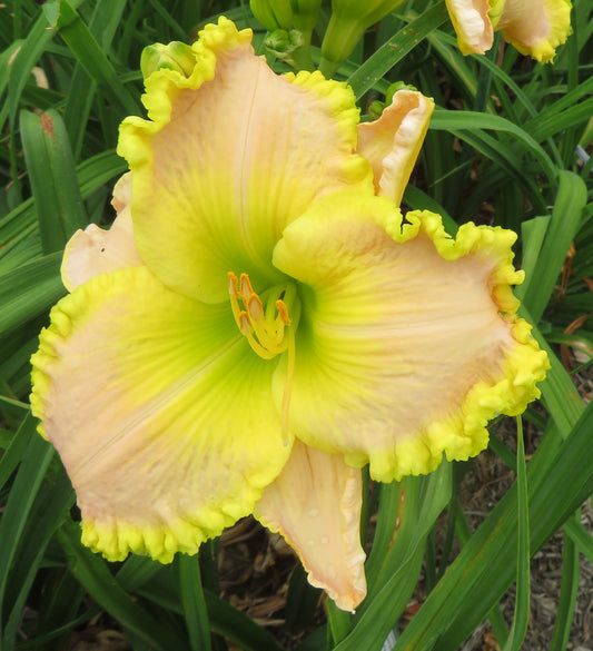 'Diana's Irish Dream' (Waldrop, 2013)