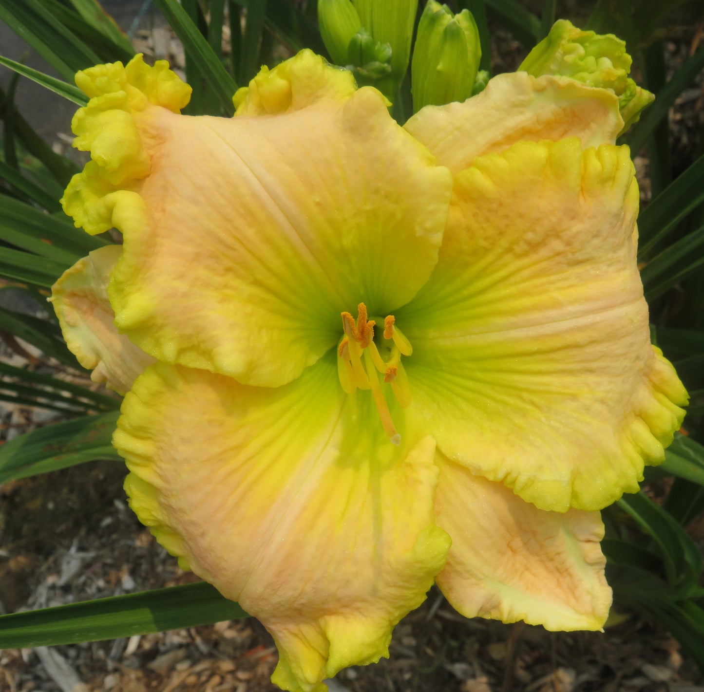 'Diana's Irish Dream' (Waldrop, 2013)