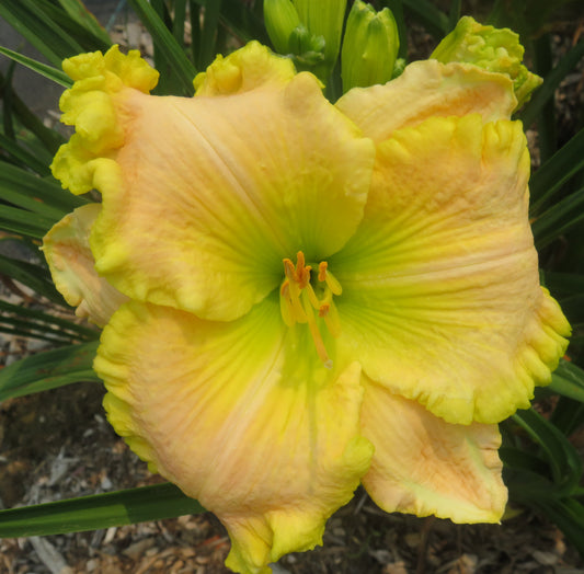 'Diana's Irish Dream' (Waldrop, 2013)