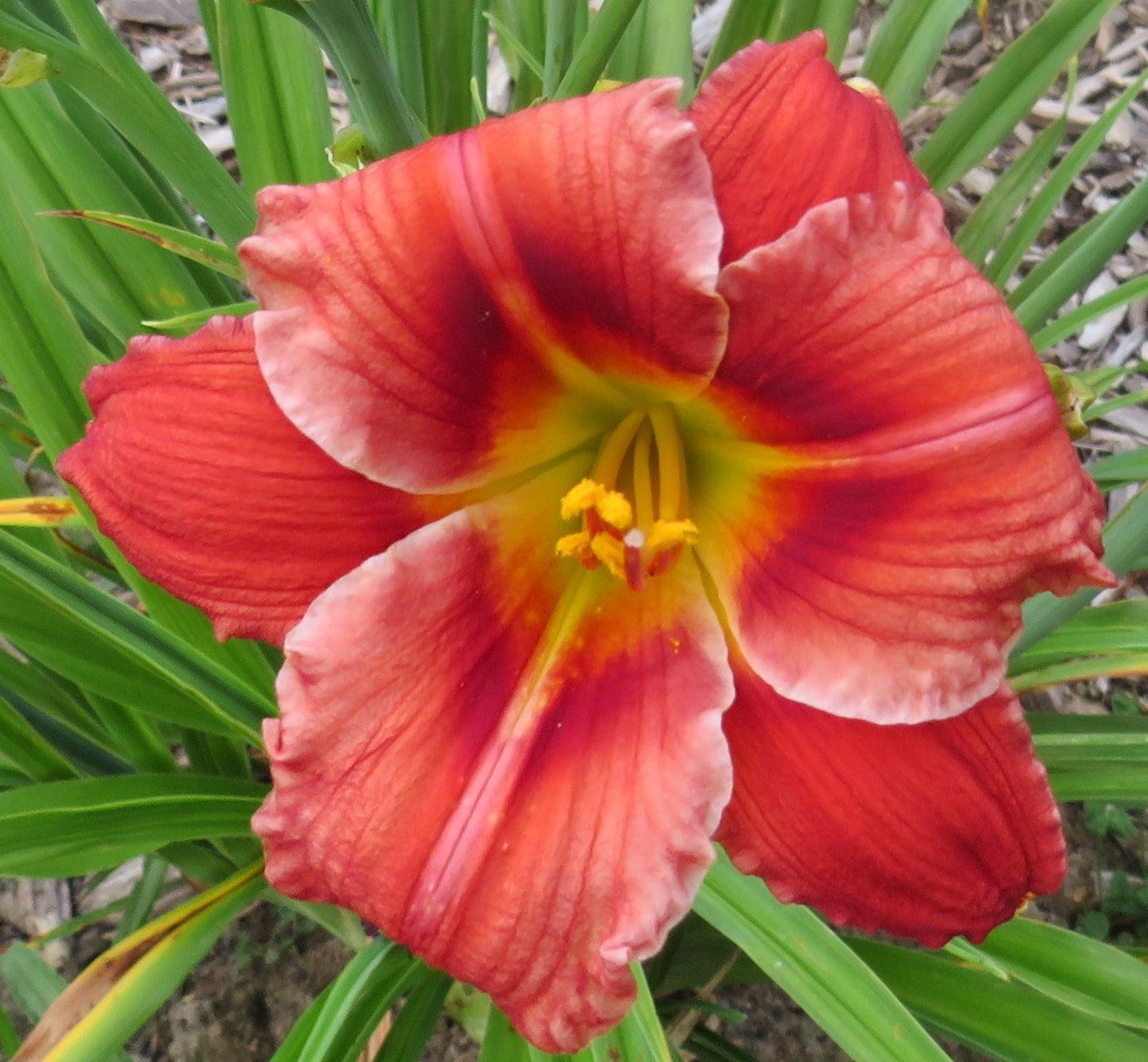 Daylily Seeds: 'Dietmar's Wisdom' x 'Brookwood Black Kitten'