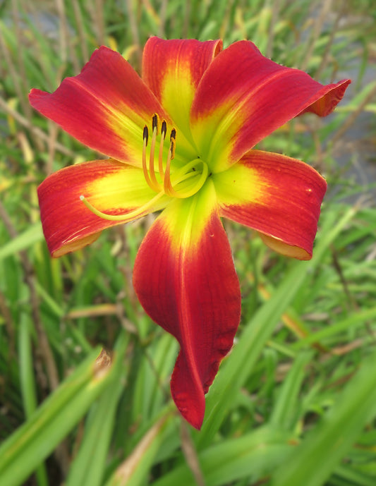 'Discover Heavenly Gardens' (Gossard, 2012)