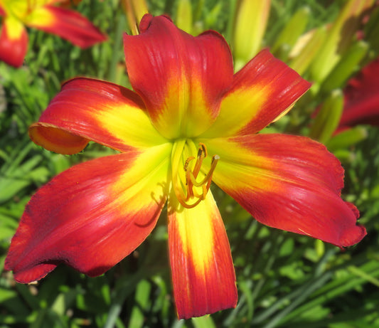 'Discover Heavenly Gardens' (Gossard, 2012)