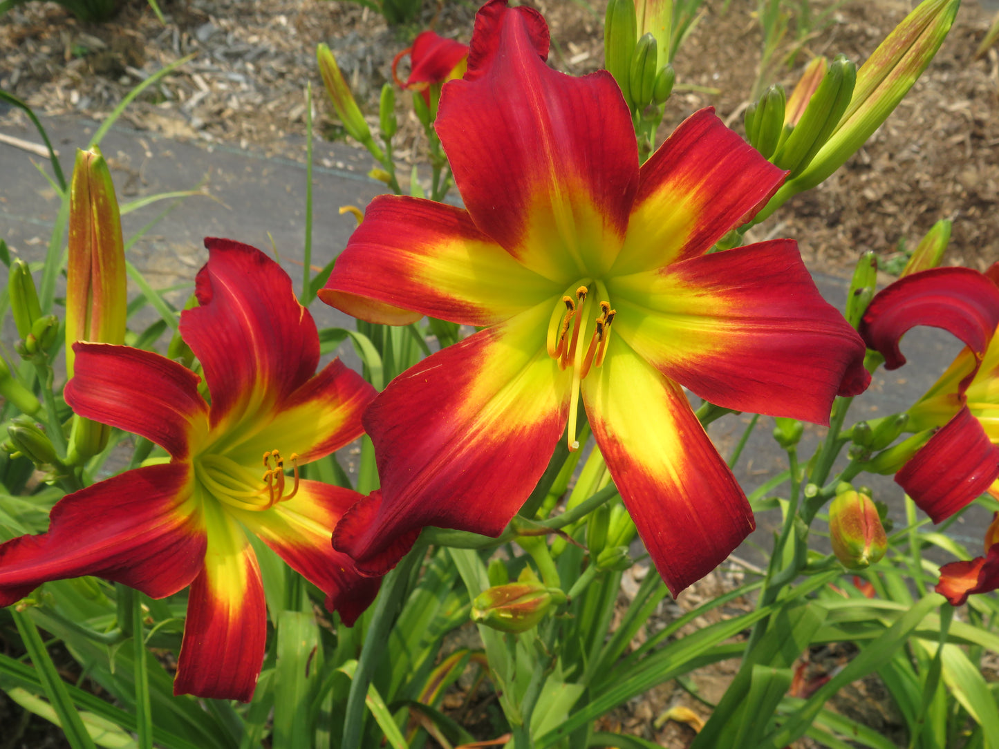 'Discover Heavenly Gardens' (Gossard, 2012)