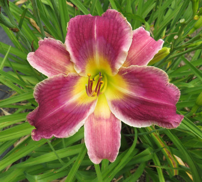 Daylily Seeds:  'Disturbance in the Force'  x 'Accidental Tourist'