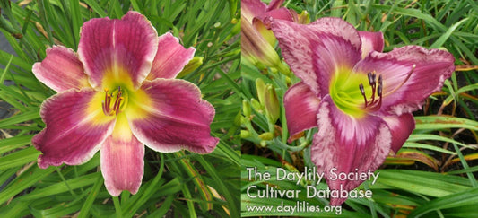 Daylily Seeds:  'Disturbance in the Force'  x 'Accidental Tourist'