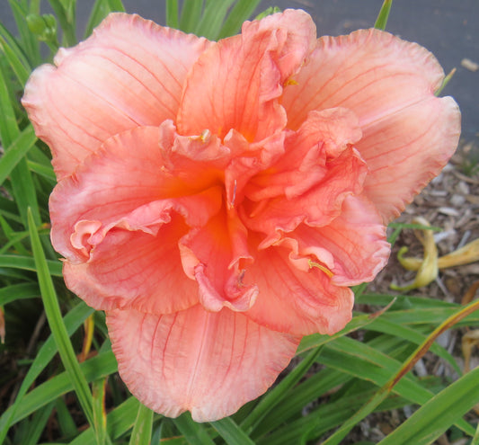 'Dixie Flamingo' (Kropf, 1994)
