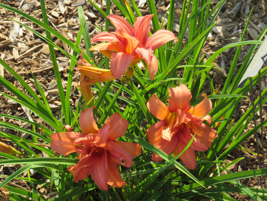 'Double Passion' (Brown-B., 1973)