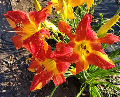 Daylily Seeds:  'A Swell Yellow' x 'Explosion in the Paint Factory'