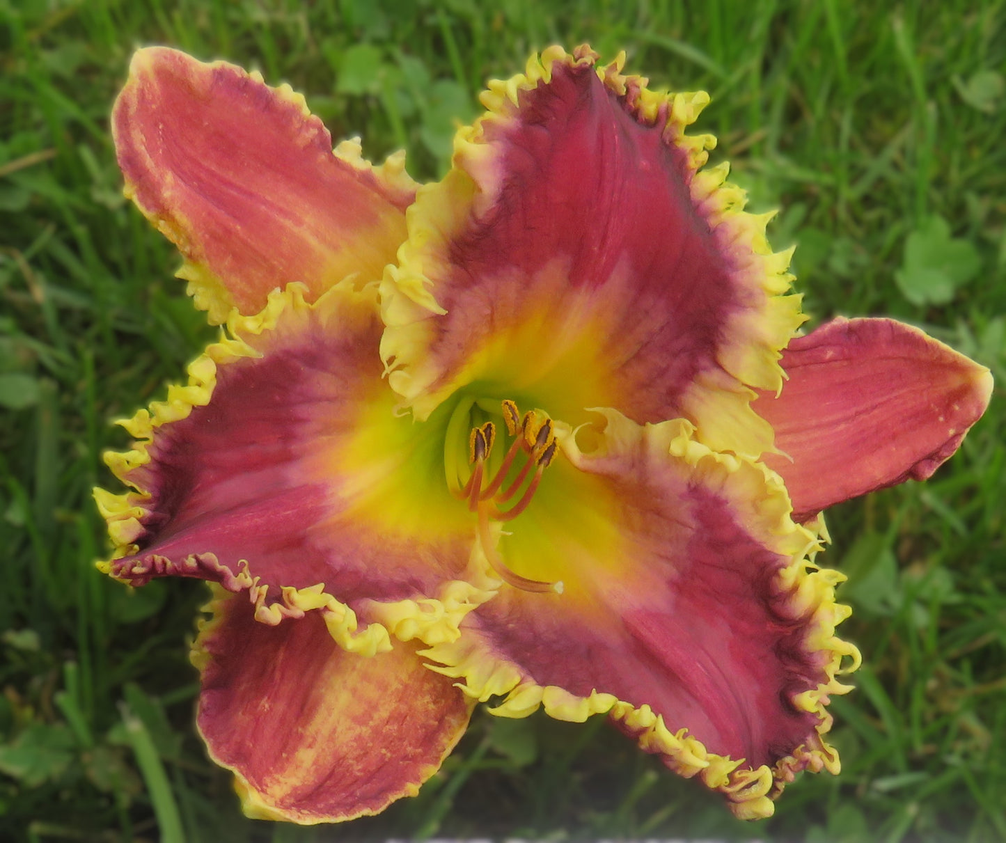 Daylily Seeds:  'Hexenbeast' x 'Fangs To You'