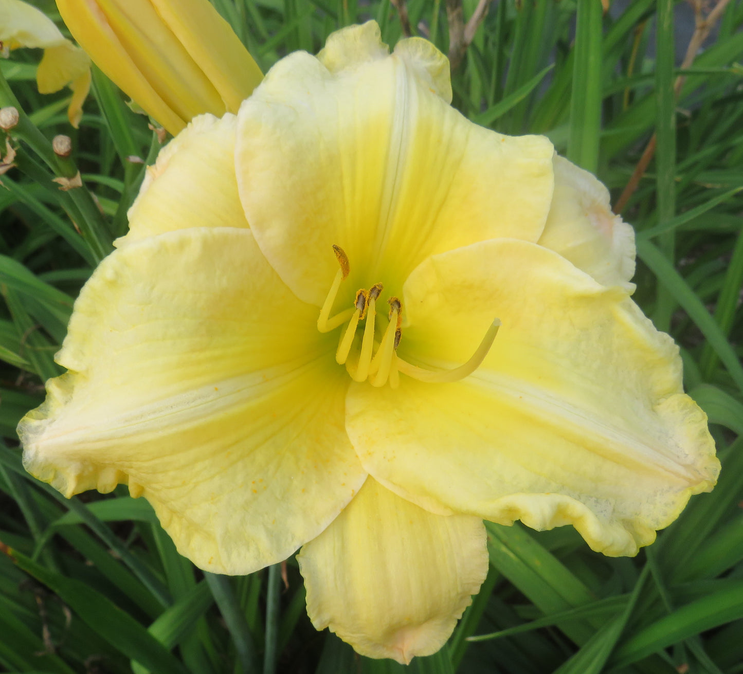 Daylily Seeds:  'Fine Gold University' x 'Topguns Comanche Sunrise'