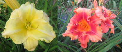 Daylily Seeds:  'Fine Gold University' x 'Topguns Comanche Sunrise'