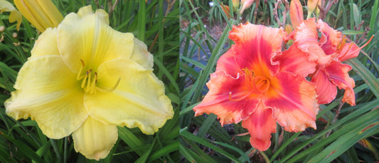 Daylily Seeds:  'Fine Gold University' x 'Topguns Comanche Sunrise'