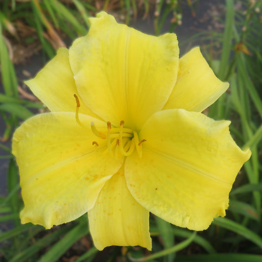 'Florissant Sunshine' (Harris-H., 1979)