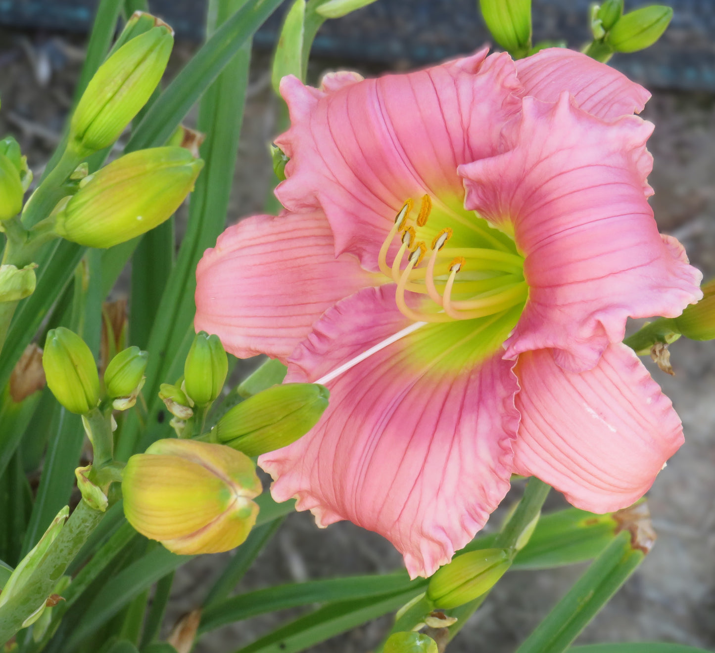 'Forsyth Patricia Ann' (Lefever, 1995)
