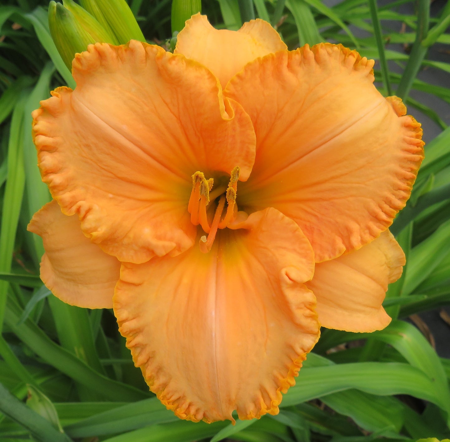 'Full Moon Magic' (Salter-E.H., 1996)