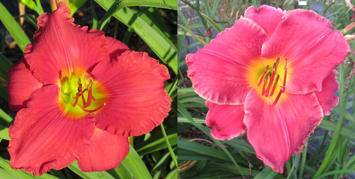 Daylily Seeds:  'Glowing in the Wind'  x 'Optimisms Flame'