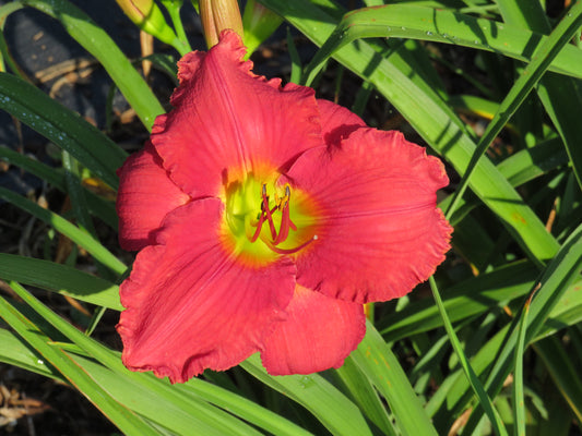 'Glowing in the Wind' (Veurink, 2009)