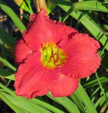 Daylily Seeds:  'Glowing in the Wind'  x 'Optimisms Flame'