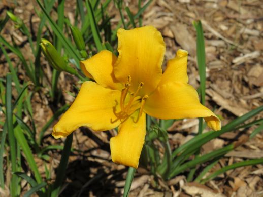 'Golden Dewdrop' (Taylor-B., 1955)
