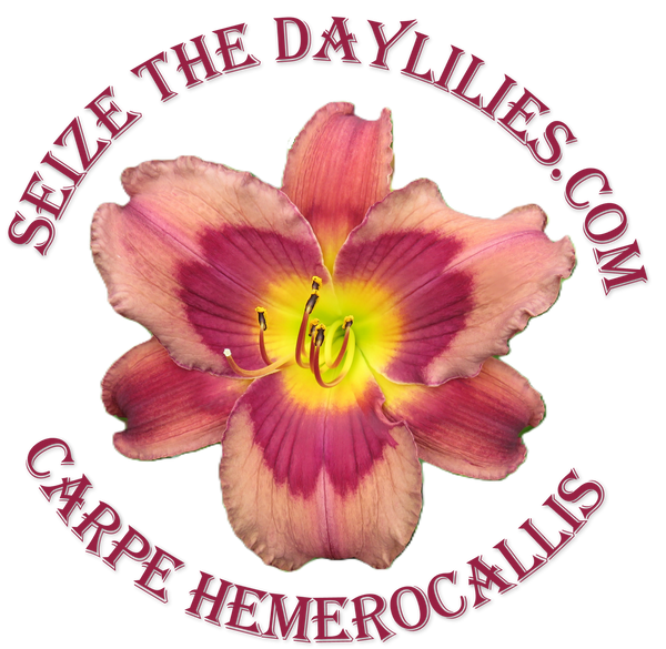 Seize the Daylilies