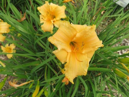 'Winnie the Pooh' (Wild, 1964)