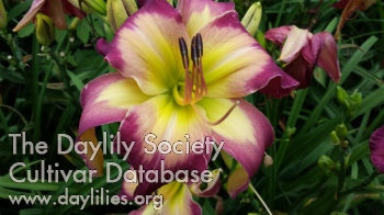 Daylily Seeds:  'White Eyes Pink Dragon' x 'Hallie Mae Webb'