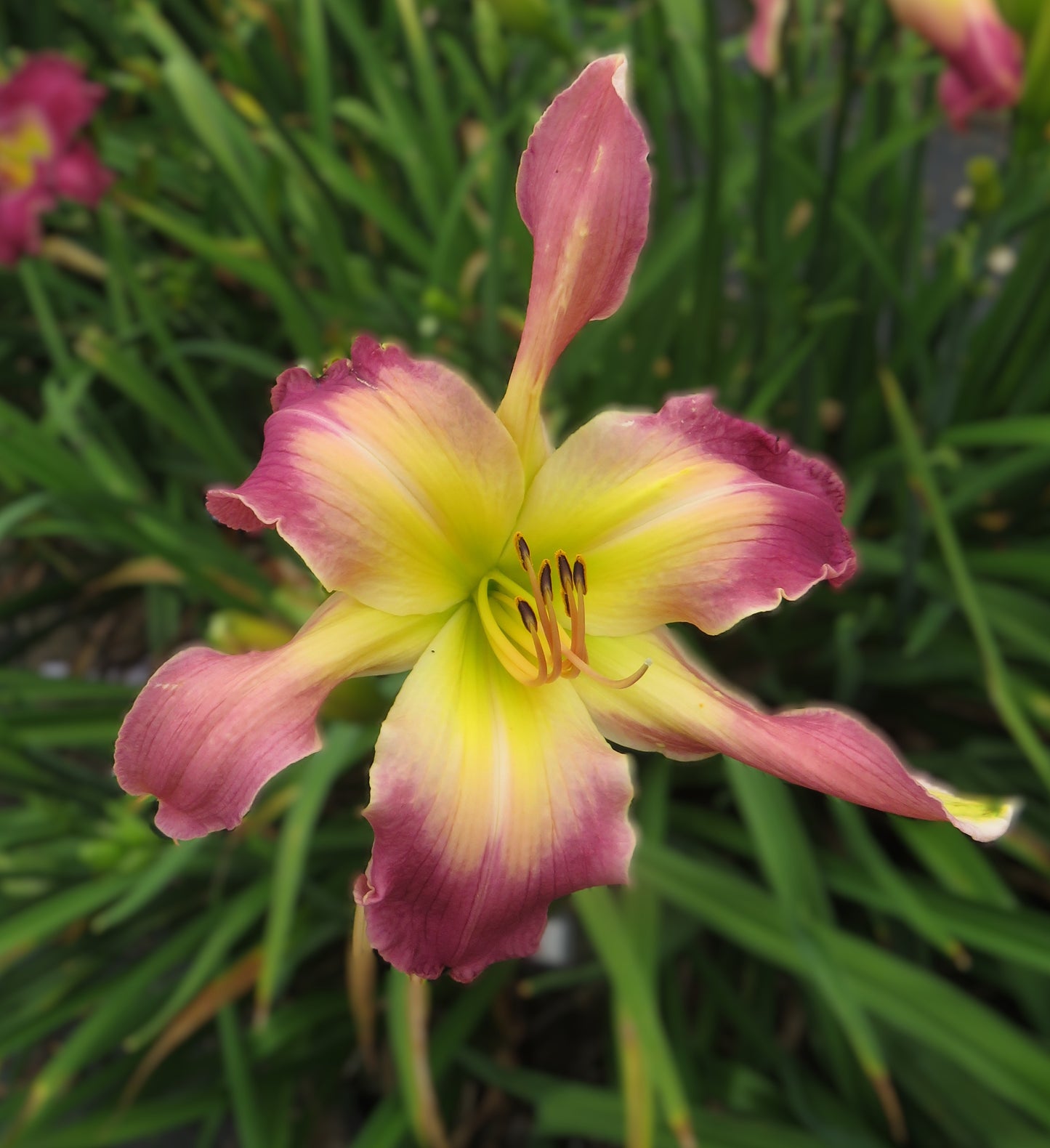 'Hallie Mae Webb' (Webb-P., 2015)