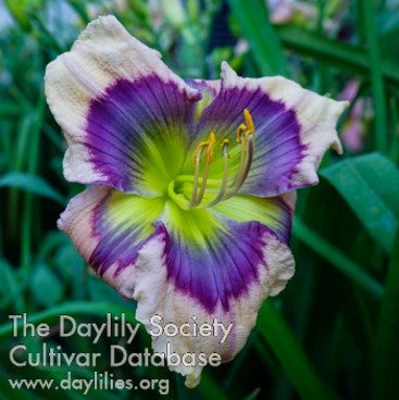 Daylily Seeds:  'Heavenly Blue Eyes' x 'Here's to You Bill Robinson'