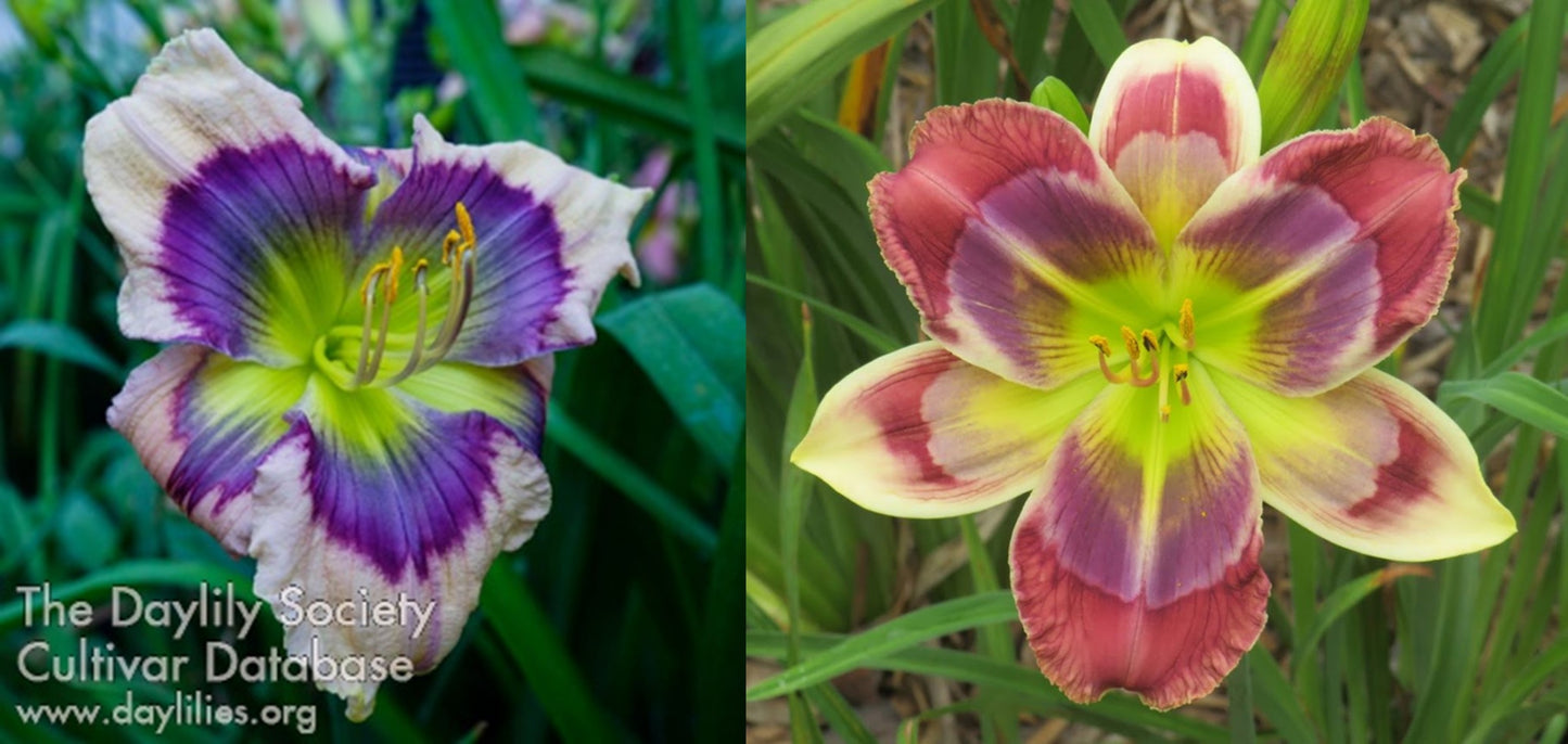 Daylily Seeds:  'Heavenly Blue Eyes' x 'Here's to You Bill Robinson'