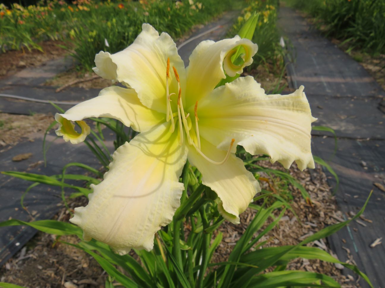 'Heavenly Angel Ice' (Gossard, 2004)