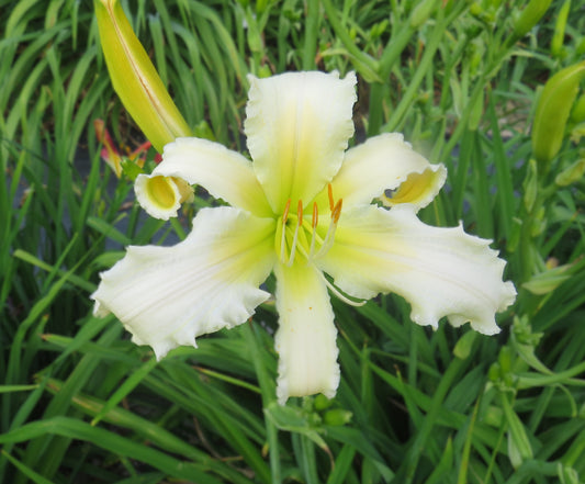 'Heavenly Angel Ice' (Gossard, 2004)