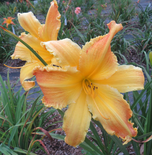 'Heavenly Beginnings' (Gossard, 2001)