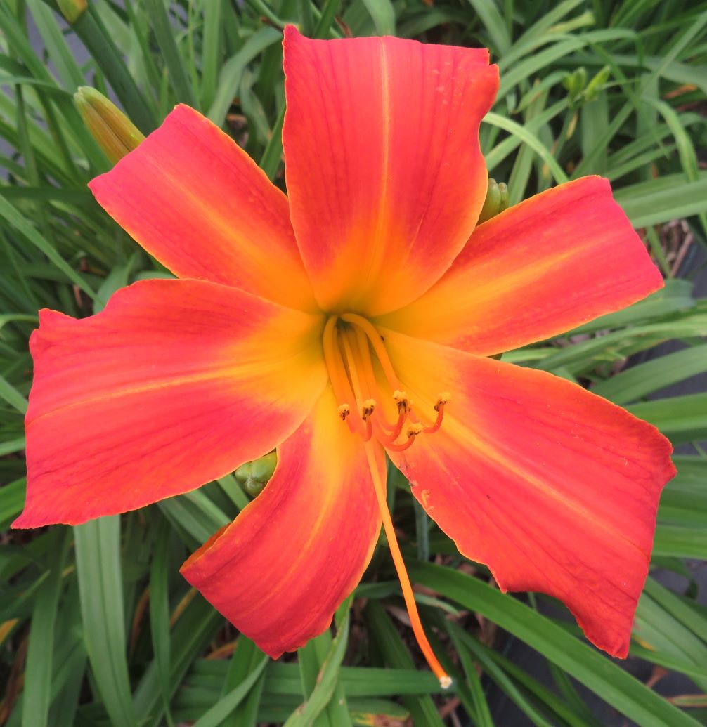 'Heavenly Orange Blaze' (Gossard, 2009)