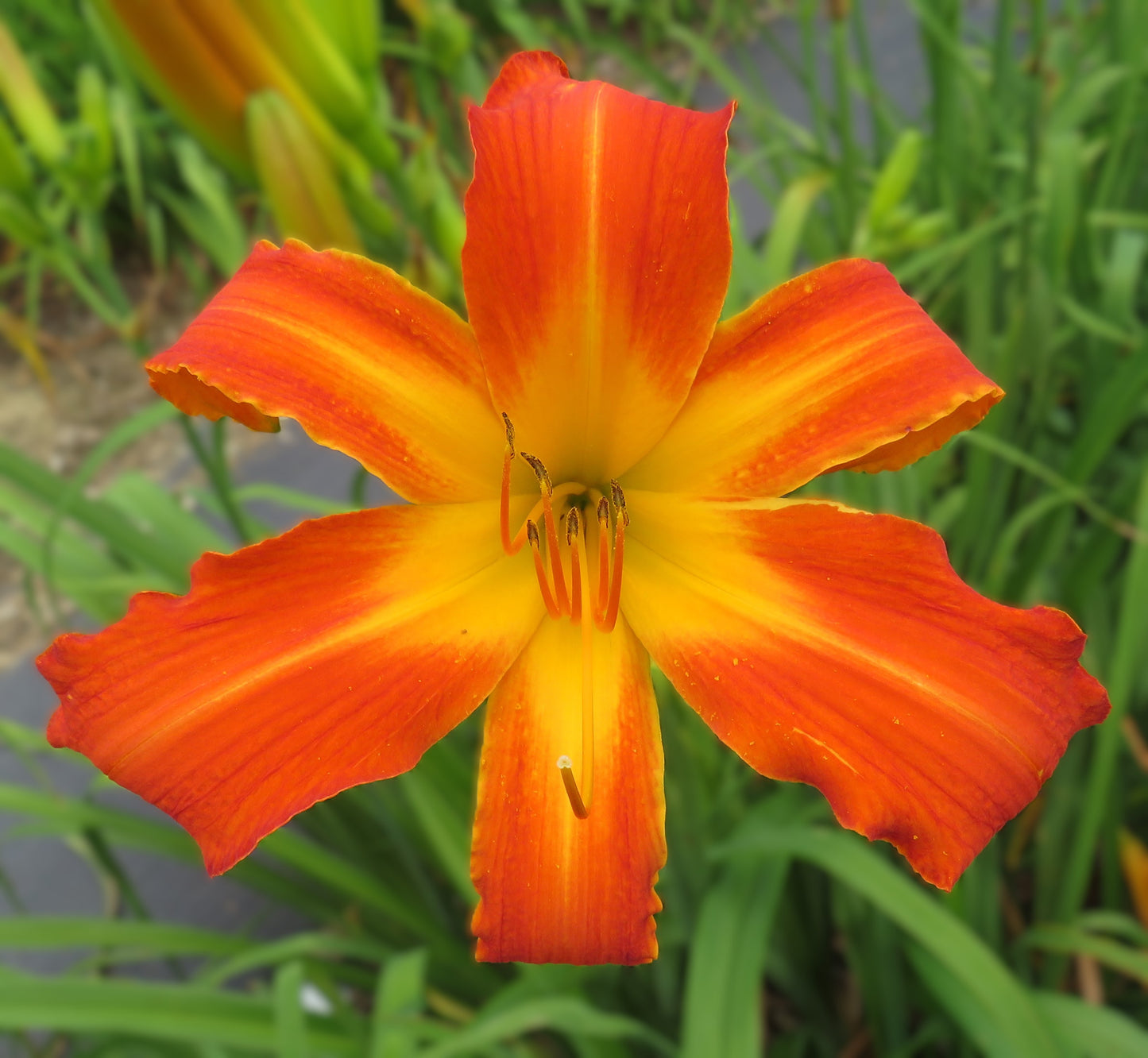 'Heavenly Orange Blaze' (Gossard, 2009)