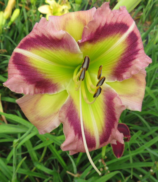 'Heavenly Pink Butterfly' (Gossard, 2004)