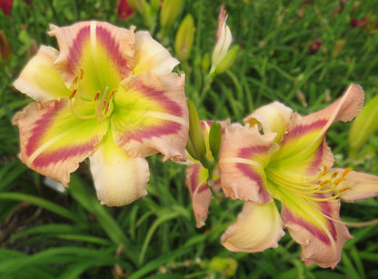 'Heavenly Pink Butterfly' (Gossard, 2004)